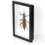 Cadre entomologique Phasme Eurycantha coronata (3/4)