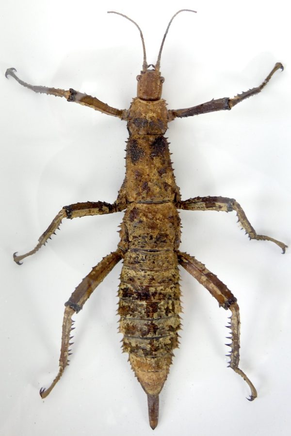 Cadre entomologique Phasme Eurycantha coronata