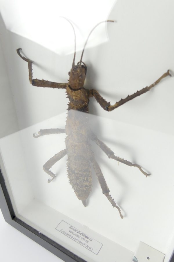 Cadre entomologique Phasme Eurycantha coronata (détail 3/4)