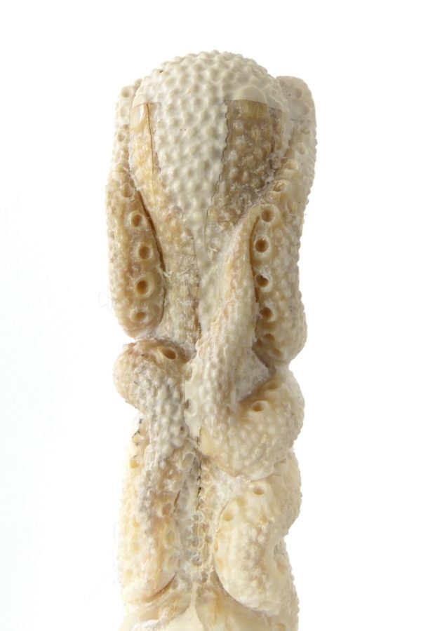 Pieuvre sculptée sur rostre de marlin (détail dos)