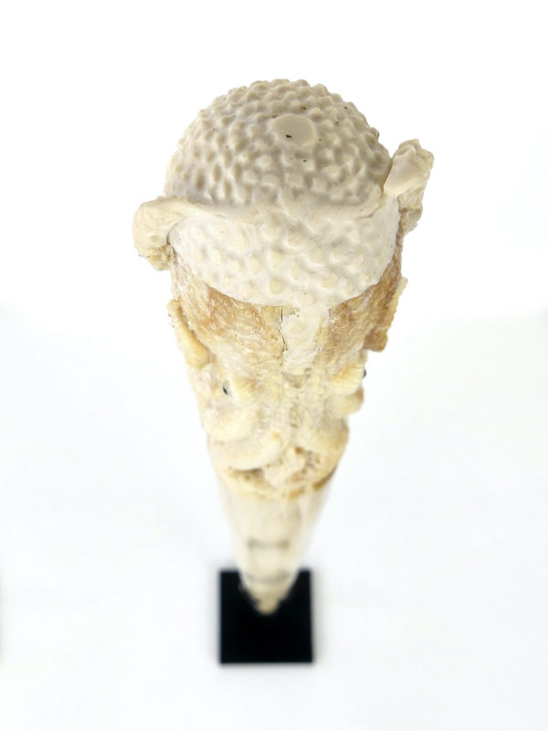 Pieuvre sculptée sur rostre de marlin (dessus)