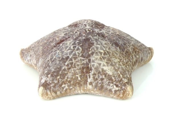 Étoile-coussin régulière Halityle regularis (dessous)