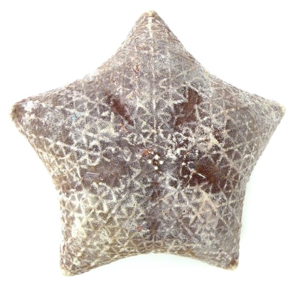 Étoile-coussin régulière Halityle regularis