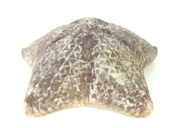 Étoile-coussin régulière Halityle regularis (dessus)