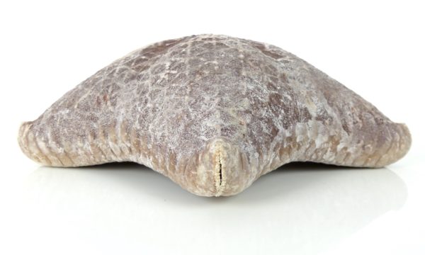 Étoile-coussin régulière Halityle regularis (profil)