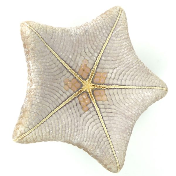 Étoile-coussin régulière Halityle regularis (dessous)