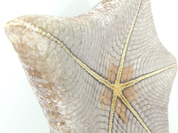 Étoile-coussin régulière Halityle regularis (détail dessous)
