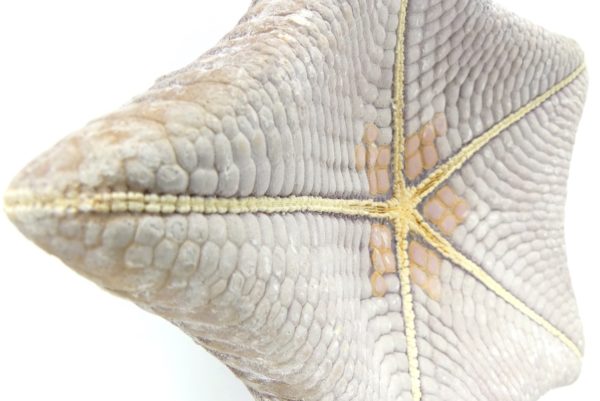 Étoile-coussin régulière Halityle regularis (détail dessous 2)