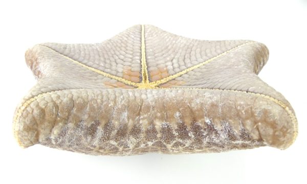 Étoile-coussin régulière Halityle regularis (détail dessous 3)