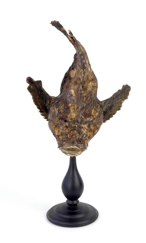 Poisson-pierre naturalisé sur pied (face)