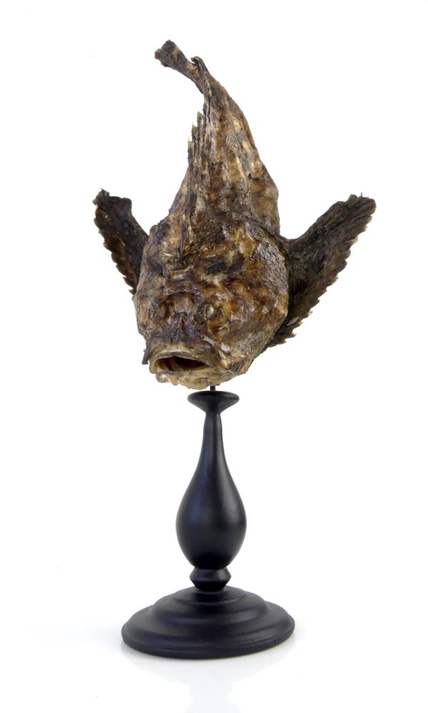 Poisson-pierre naturalisé sur pied (3/4)