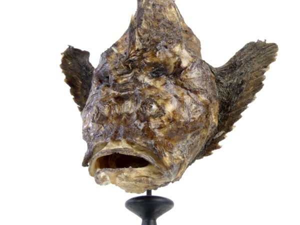 Poisson-pierre naturalisé sur pied (détail)