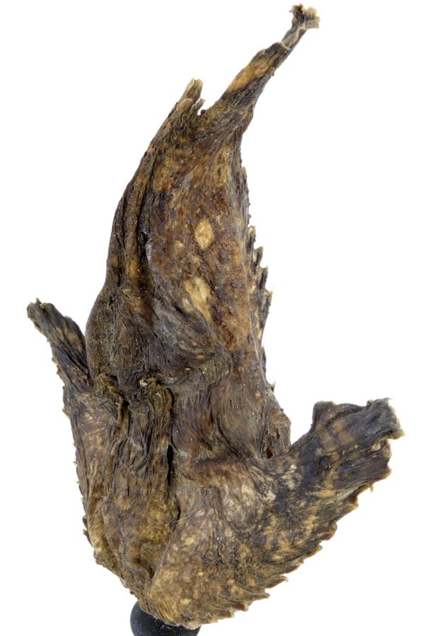 Poisson-pierre naturalisé sur pied (3/4 dos)