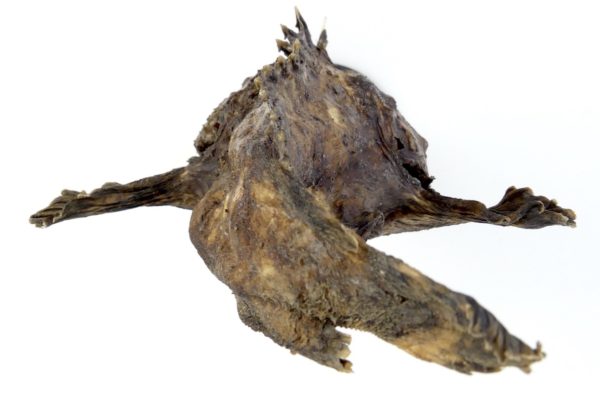 Poisson-pierre naturalisé sur pied (dessus)