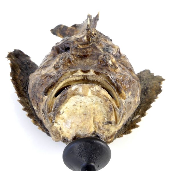 Poisson-pierre naturalisé sur pied (dessous)