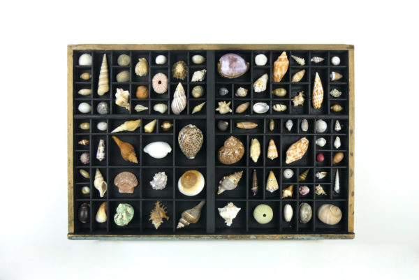 Tableau de coquillages dans casse d’imprimerie (face)