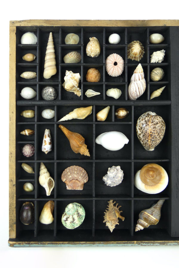 Tableau de coquillages dans casse d’imprimerie (détail 1)