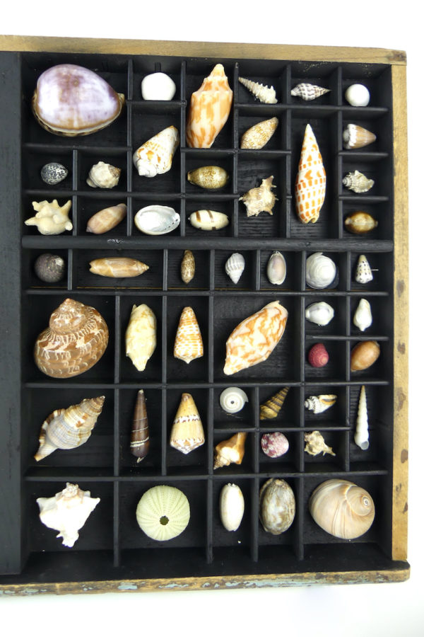 Tableau de coquillages dans casse d’imprimerie (détail 2)