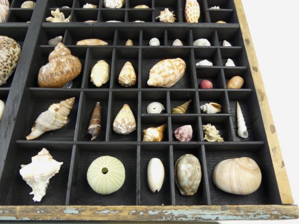 Tableau de coquillages dans casse d’imprimerie (détail 3)