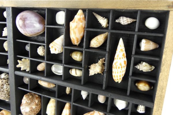 Tableau de coquillages dans casse d’imprimerie (détail 4)