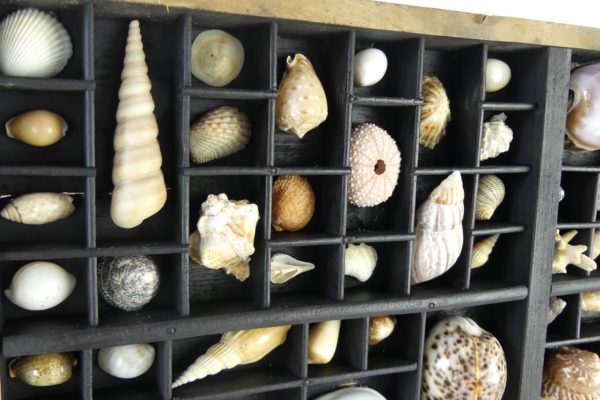 Tableau de coquillages dans casse d’imprimerie (détail 5)