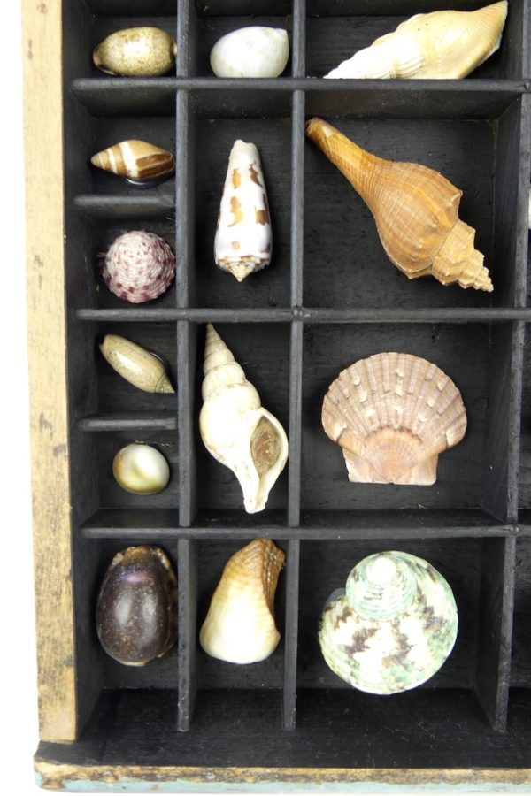 Tableau de coquillages dans casse d’imprimerie (détail 6)
