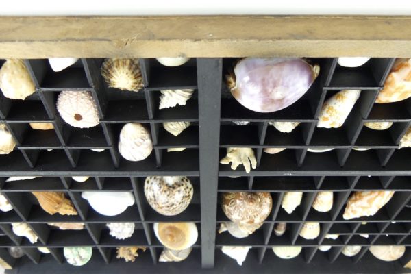Tableau de coquillages dans casse d’imprimerie (dessus)