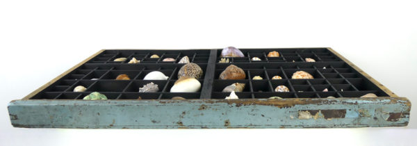 Tableau de coquillages dans casse d’imprimerie (dessous)