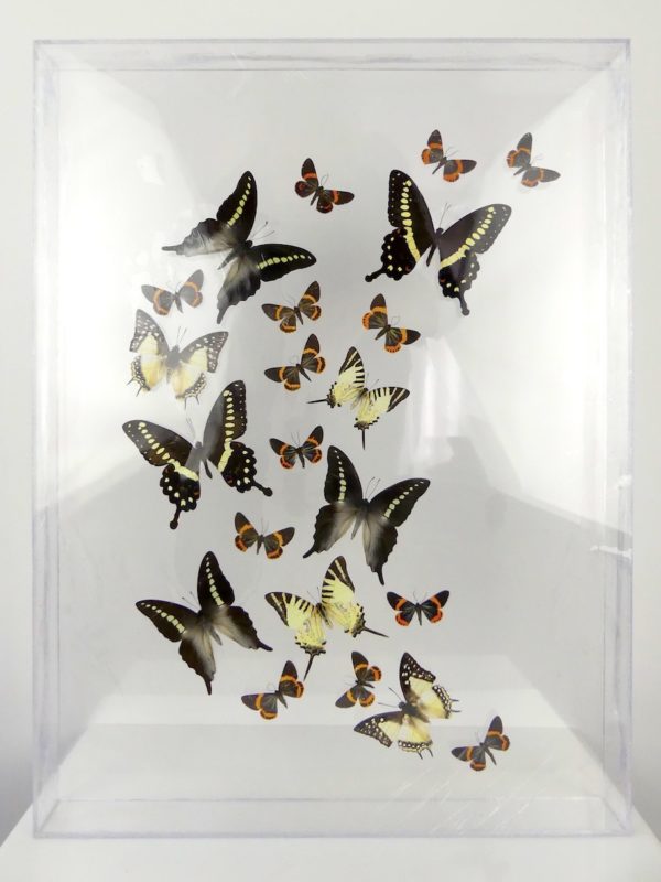 Coffre entomologique de 22 papillons