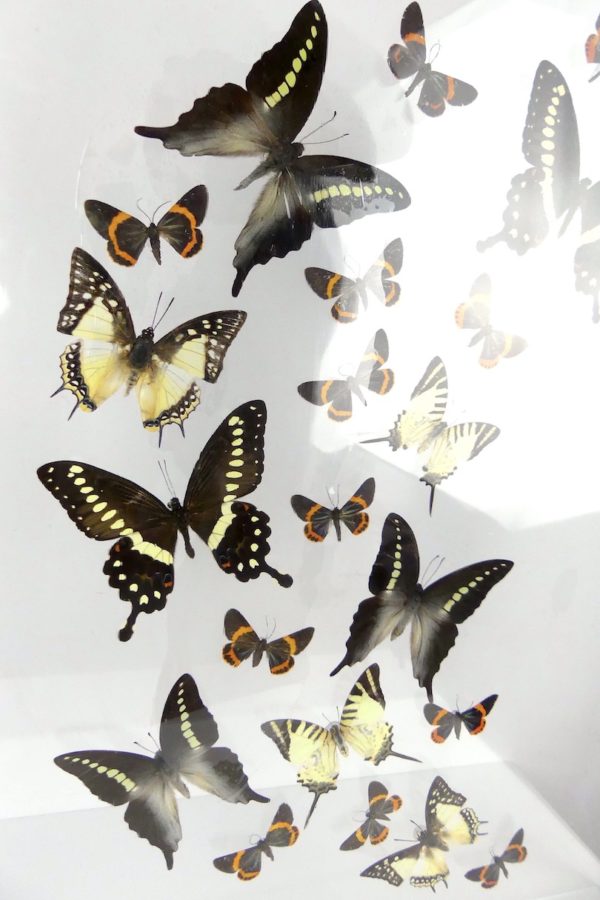 Coffre entomologique de 22 papillons (détail)