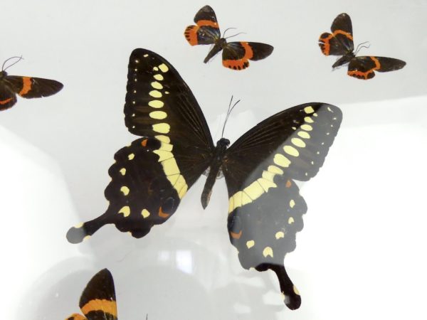 Coffre entomologique de 22 papillons (détail 2)