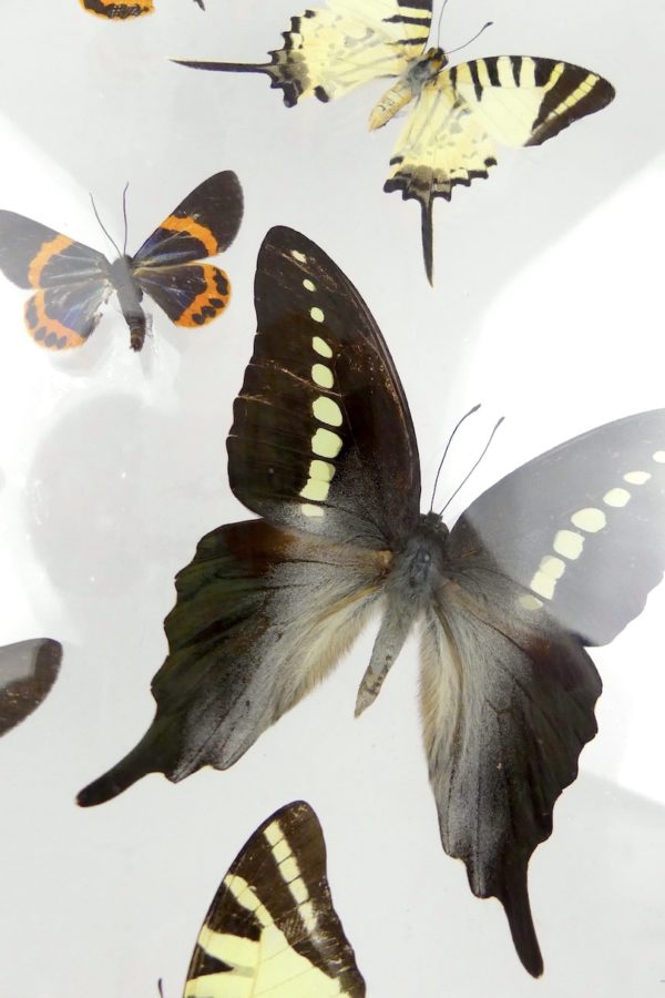 Coffre entomologique de 22 papillons (détail 3)