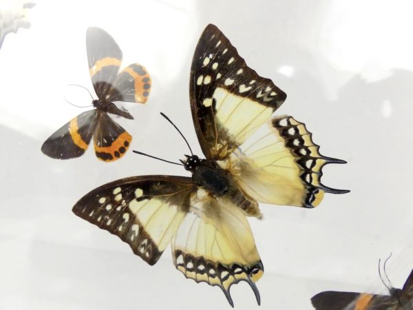 Coffre entomologique de 22 papillons (détail 4)