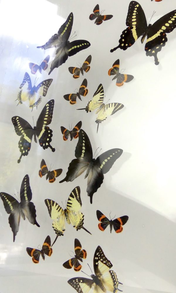 Coffre entomologique de 22 papillons (3/4)