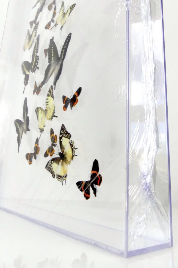 Coffre entomologique de 22 papillons (détail 3/4)