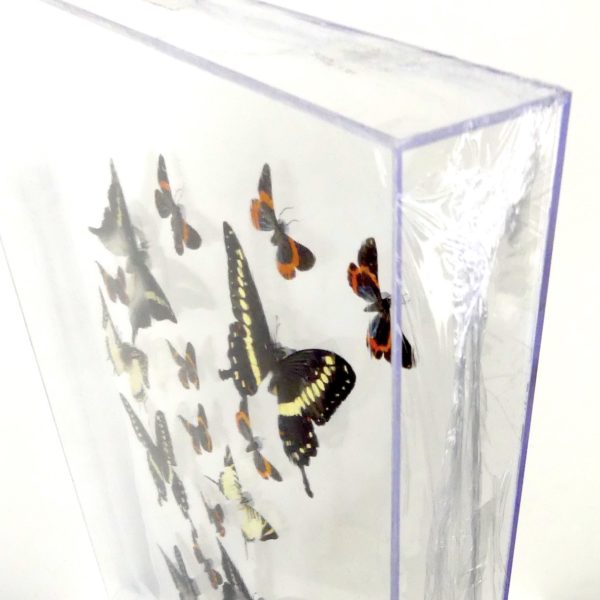Coffre entomologique de 22 papillons (dessus 3/4)
