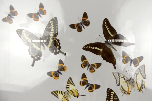 Coffre entomologique de 22 papillons (détail dos)