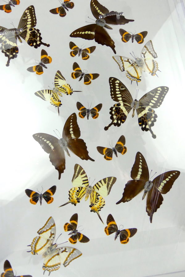 Coffre entomologique de 22 papillons (dos)