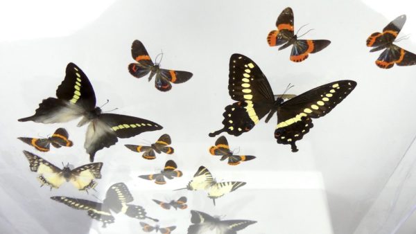 Coffre entomologique de 22 papillons (dessus)