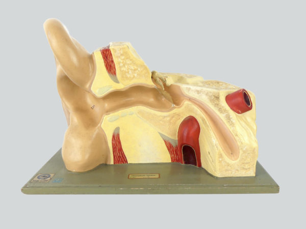Modèle anatomique d'oreille didactique vintage (face)