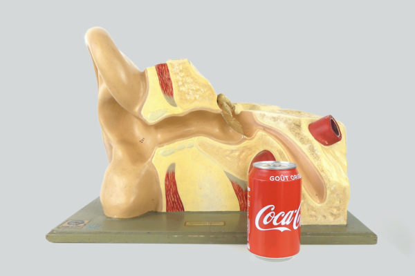 Modèle anatomique d'oreille didactique vintage (proportion)