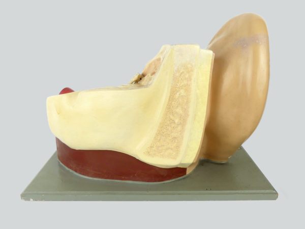 Modèle anatomique d'oreille didactique vintage (dos)