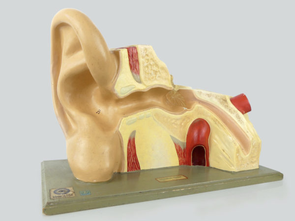 Modèle anatomique d'oreille didactique vintage (3/4-3)