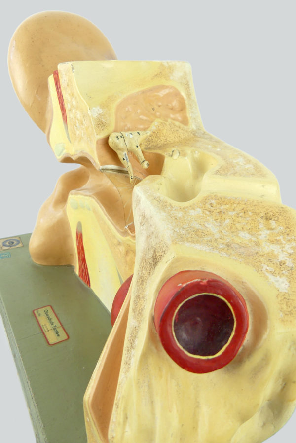 Modèle anatomique d'oreille didactique vintage (détail 3)