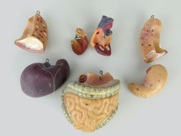Buste anatomique Turc vintage (organes 2)
