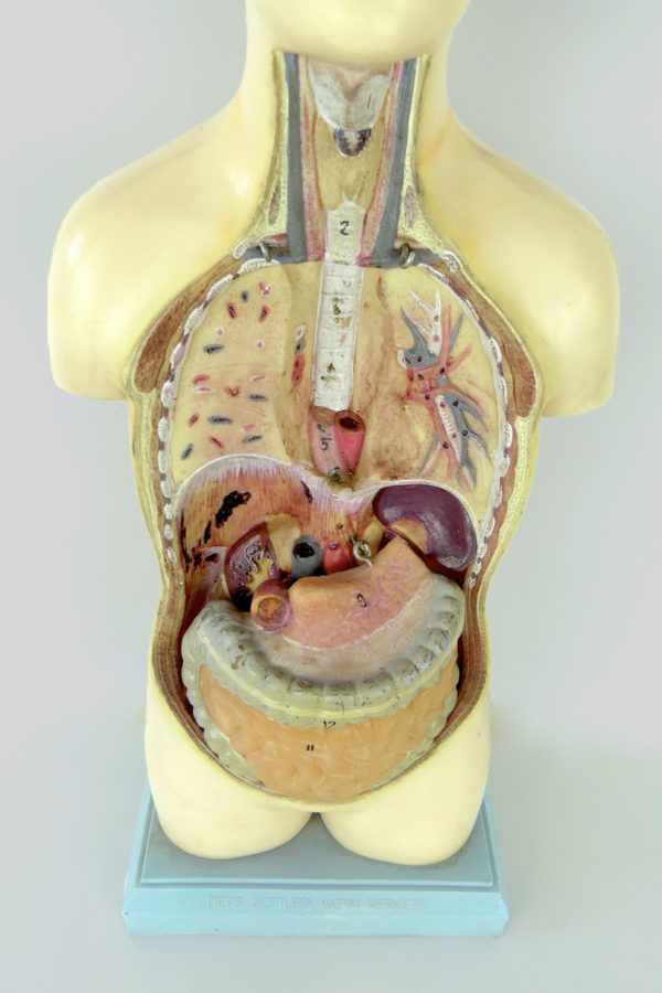 Buste anatomique Turc vintage (thorax)
