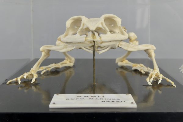 Squelette de crapaud buffle (face détail