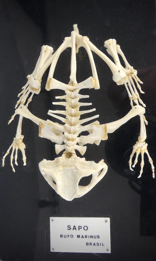 Squelette de crapaud buffle (dessus détail)