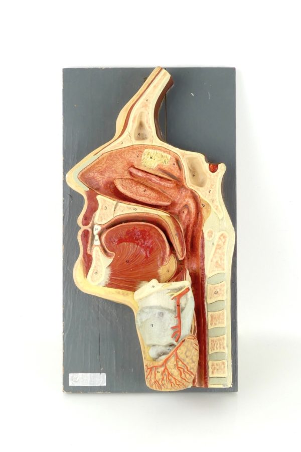 Modèle ORL d'anatomie