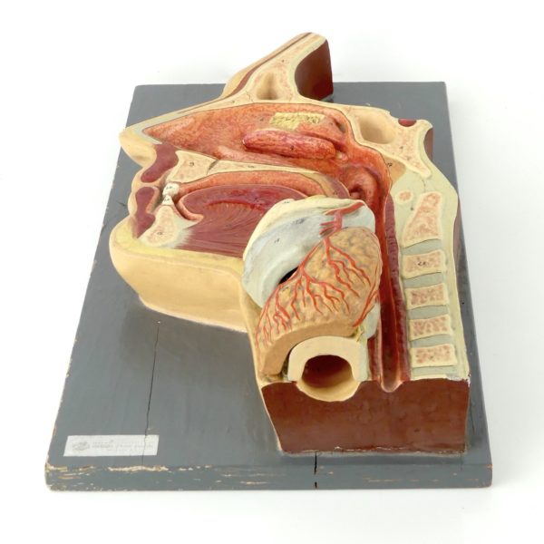 Modèle ORL d'anatomie (dessus 3/4)